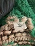 Scotch & Soda Green Pullover Sweater Size XS (0) - photo 8