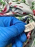 Violet & Claire 100% Polyester Blue 3/4 Sleeve Blouse Size 1X - photo 8