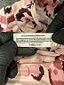 Hue Floral Pink Casual Pants Size XL - photo 8