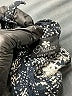 Nectar Creations Animal Print Silver Cocktail Dress Size L - photo 7