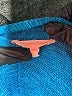 Eileen Fisher Teal Cardigan Size L - photo 7