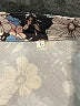 Unbranded Floral Blue Long Sleeve Blouse Size L - photo 7