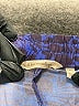 Soft Surroundings Paisley Blue Casual Pants Size XS - photo 7