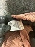 Sienna Sky Brown Casual Pants Size M - photo 7