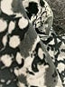Express 100% Polyester Animal Print Silver Cocktail Dress Size S - photo 7