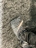 White House Black Market Green Jacket Size 10 Petite - photo 7