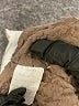 Assorted Brands Brown Casual Dress Size M - photo 8