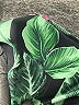 Unbranded Tropical Green Swimsuit Top Size S (estimated) - photo 3