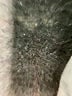 Babaton Gray Coat Size L - photo 7