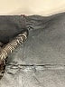 Hard Tail Black Active Pants Size L - photo 4