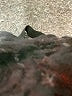 Unbranded 100% Nylon Hearts Black Cocktail Dress Size 4 - photo 4