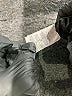 Champion Gray Active Pants Size L - photo 8
