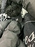 Guess Black Coat Size M - photo 8