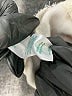 Marine Layer Color Block Ivory Track Pants Size M - photo 8