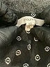 Maurices 100% Polyester Polka Dots Black Short Sleeve Blouse Size XL - photo 7