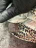 J. McLaughlin Animal Print Gold Casual Pants Size 6 - photo 8