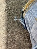 Cambridge Dry Goods Blue Jeans Size 27 waist - photo 8