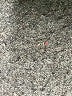 Jones New York 100% Wool Black Wool Pants Size 4 (petite) - photo 7