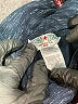Hard Tail Solid Blue Active Pants Size XS - photo 7