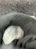 Trouve Gray Pullover Sweater Size XS - photo 8