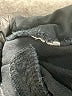Old Navy Plaid Black Dress Pants Size 8 - photo 8