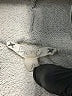 Soft Joie Gray Sweatshirt Size XS - photo 7