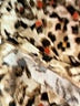 Cj Banks Animal Print Brown Short Sleeve Top Size 2X - photo 7