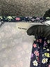 Old Navy Blue One Piece Swimsuit Size 3-6 mo - photo 3