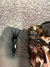UK 2 LA 100% Polyester Animal Print Brown Casual Pants Size L - photo 8