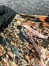 Free People Animal Print Brown Long Sleeve Blouse Size M - photo 7