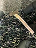 Free People Metallic Black Pullover Sweater Size XS - photo 7