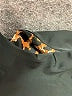 Unbranded Animal Print Black Swimsuit Top Size S - photo 3