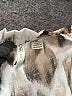 Cato 100% Polyester Animal Print Ivory 3/4 Sleeve Blouse Size XL - photo 7