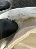 Levi's Ivory Jeans Size 33 waist - photo 9