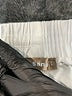 Ci Sono Solid White Casual Pants Size L - photo 7
