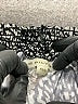 PilyQ Animal Print Black Shorts Size XS - photo 3