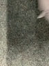 Ann Taylor LOFT Gray Jeans Size 4 - photo 8