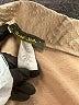 Brat Star Chevron-herringbone Tan Formal Skirt Size XL - photo 4