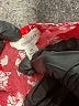 Eyeshadow Paisley Red Cocktail Dress Size XL - photo 7