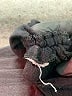 Express Black Sleeveless Top Size L - photo 8