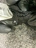RODEBJER Black Casual Dress Size M - photo 8