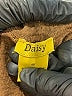 Daisy Brown Casual Pants Size 1X - photo 3