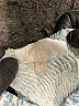 billy j Paisley Blue Casual Dress Size 6 - photo 7