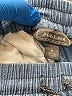 Point Sur 100% Cotton Blue Jeans Size 4 - photo 7