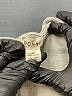 DONNI Gray Kimono One size - photo 7