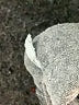 Abercrombie Kids Gray Sweatpants Size 11 - 12 - photo 4