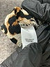 Cato 100% Rayon Animal Print Brown Casual Pants Size 18 - 20 - photo 5