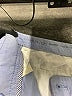 Talbots Solid Blue Shorts Size 12 - photo 3