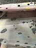 RBX Print White Shorts Size 7 - photo 3