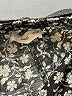 MNG Print Black Casual Pants Size 8 - photo 7